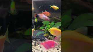 IKAN GLOFISH ITU BUTA  glowfish aquariumfish glofish glofishtetra petfish aquarium lobster [upl. by Yeltnarb]