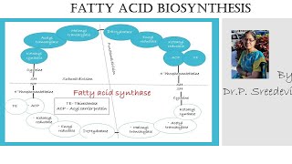 Fatty acid biosynthesis in Tamil [upl. by Atkinson731]