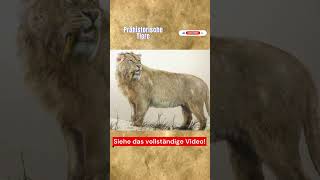 Mojo ® Smilodon  Säbelzahntiger  Sabertoothed Tiger 2021  Review Deutsch  German [upl. by Ahtennek]