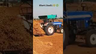 Khetibadi🌾🌿 માંડવી ની સિઝન khedutputr khetibadistatus farminglife nofarmersnofood [upl. by Fiester12]