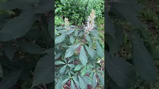 Plant Spotlight  Bottlebrush Buckeye [upl. by Liuqa514]