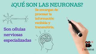 QUÉ SON LAS NEURONAS [upl. by Ahsocin]