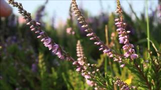 How to identify Heather Calluna vulgaris [upl. by Aicinoid]