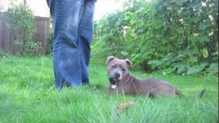 Sadie the Staffy  basic training and tricks  Staffordshire Bull Terrier [upl. by Carlos]