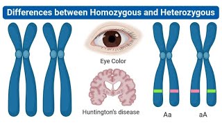 Homozygous vs Heterozygous Simple Genetics Explained [upl. by Aicxela349]