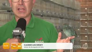 Mais de 500 aves exóticas estarão na exposição em Chapecó  Cotidiano  SCC MeioDia [upl. by Adnohsirk]