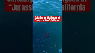 CATCHING LINGCOD IN CALIFORNIA OFF SLOW PITCH JIG jigfishing fishing rockfishing lingcod [upl. by Siuqram]