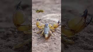 scorpion sting reaction [upl. by Pauli]