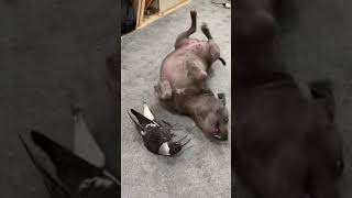 Sweetest relationship  An Inseparable Staffy puppy and a baby magpie playing [upl. by Dorcus]