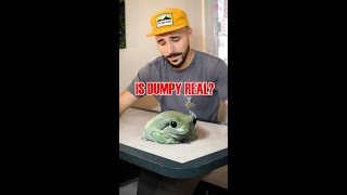 Let’s talk Dumpy Who is she Is the giant frog REAL bigfrog vfx cgi zachking funnyanimals [upl. by Abercromby]