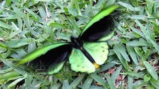 Richmond Birdwing Butterfly  Male  22 09 2016  You Tube [upl. by Ody]