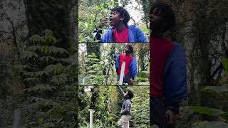 Clips of 10 ft tall pablano pepper tree [upl. by Lotsirhc]