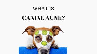 Skin Dermatitis In Dogs Canine Acne [upl. by Nelleh]