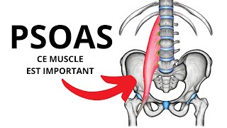 Le muscle psoas en 1 Minute  comment peutil influencer vos douleurs [upl. by Mora]