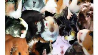 Funny Guinea pig song [upl. by Duane]