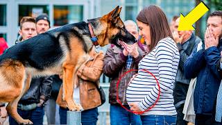 Aggressiver Hund Hört Nicht Auf Zu Knurren Doch Als Eine Frau Sich Nähert Wird Er Ganz Starr [upl. by Nlyak96]