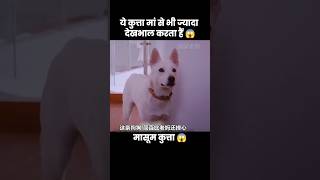 ये कुत्ता मां से भी ज्यादा बच्चे की देखभाल करता हैं 😱  short dog movie recap [upl. by Yerak725]