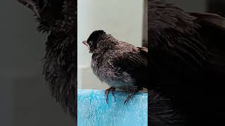 Browneared bulbul Bird shortsyoutube birds KvDattu [upl. by Ailedo]