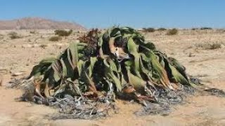 The welwitschia what do you know about this plant [upl. by Menon]