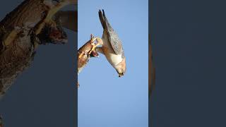 Nalsarovar 🐦🐦🦜🦜 Sanctuary outskirts iD Barbary falcon or Red  Naped Shaheen falcon [upl. by Gerstner]