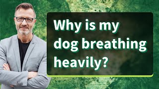 Why is my dog breathing heavily [upl. by Sharlene]