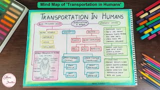 Transportation in Humans Class 10 Mind Map [upl. by Eirrem121]