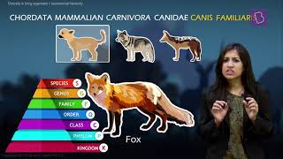 Taxonomy and Taxonomic Hierarchy Biological Classification of Living Things [upl. by Pepillo]