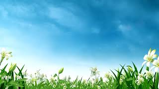 Blue sky white clouds green grass flowers dynamic loop background HD video [upl. by Noseyt]