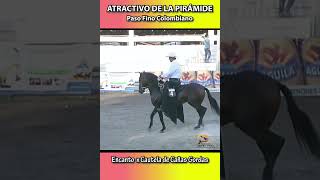 ATRACTIVO DE LA PIRÁMIDE CARTAGENA 2011 pasofino shortsvideo horse caballosdepaso caballo [upl. by Eronel]