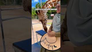 Safari Kanchanaburi private giraffe encounter amp join tour bus [upl. by Hayyifas]