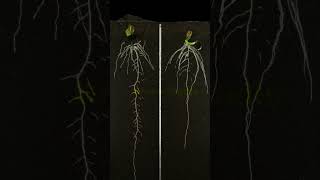 Effect of biologically active fertilizer to sunflow [upl. by Icyaj]