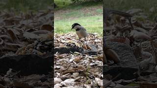 Mountain Chickadee🐦Chickadee Bandit mountainchickadee [upl. by Eniawed]