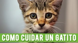 Cómo Cuidar Un Gatito  Cuidados De Un Gato Cachorro [upl. by Marko]