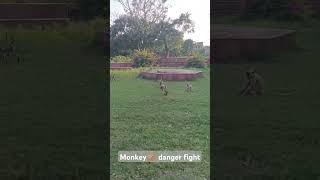 Monkey danger fight animals funny new viralvideo cute shorts shortvideo [upl. by Brok]