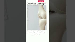 Articular Cartilage humananatomy [upl. by Assele]