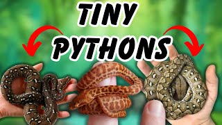 7 PYTHONS that Stay SMALL Forever [upl. by Steiner]