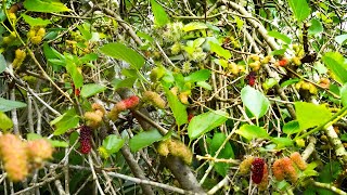 Common Black Mulberry Tree Morus nigra [upl. by Abebi]