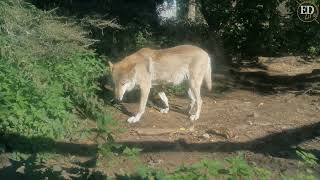 Volk Zoo Park Russia [upl. by Nawak]