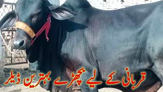 Low rate Qurbani Bull Cholistani Naf jalr waly for sale [upl. by Komarek]