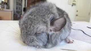 Cute Baby Chinchilla Noises [upl. by Waugh]