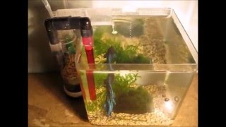 Самодельный мини фильтр для аквариума  Mini External Aquarium Filter [upl. by Ennairej825]