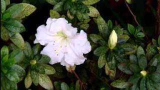 Growing Azaleas [upl. by Abijah]