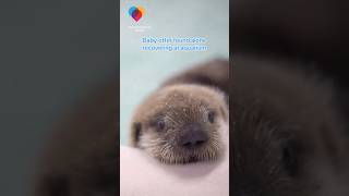 Baby otter found alone recovering at aquarium shorts [upl. by Arres]