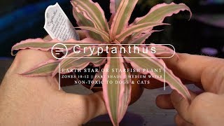 Cryptanthus Bromeliad Care  Earth Star Starfish Bromeliad [upl. by Cohdwell918]