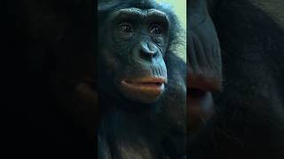 The Surprising Secrets of Bonobos bonobo monkey wildlife [upl. by Lisbeth]