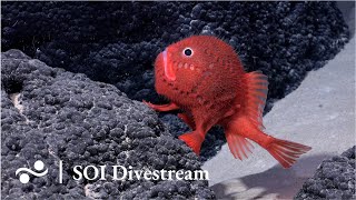 Seamount SF2 Deep  SOI Divestream 638 [upl. by Aikkan540]