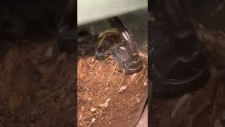 Hottentotta franzwerneri scorpion eating a discoid roach [upl. by Nylodnewg771]