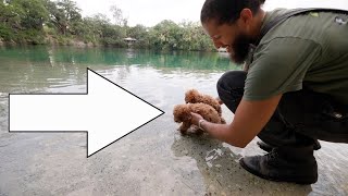 Red Toy Poodle Puppies First time Swimming In the Lake [upl. by Dimitris429]