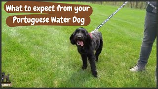 Full Grown Portuguese Water Dog What to Expect as Weight and Growth [upl. by Leima]