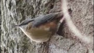 European NUTHATCH Singing amp Warbling  Sitta europaea song [upl. by Willman]